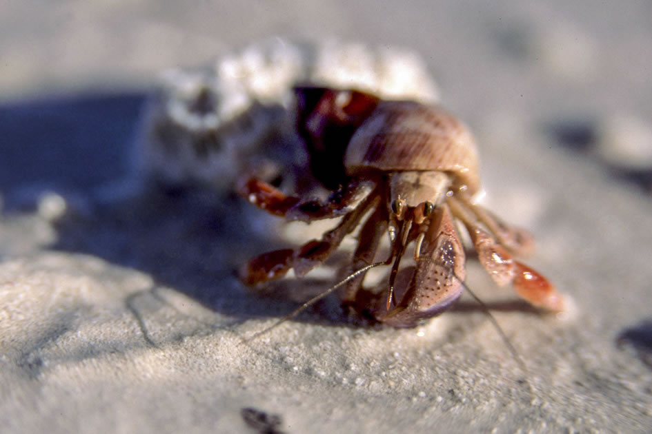 Hermit Crab, Andros