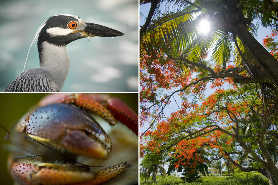 Midnight heron, hermit crab and a blooming poinciana tree, Cayman Islands