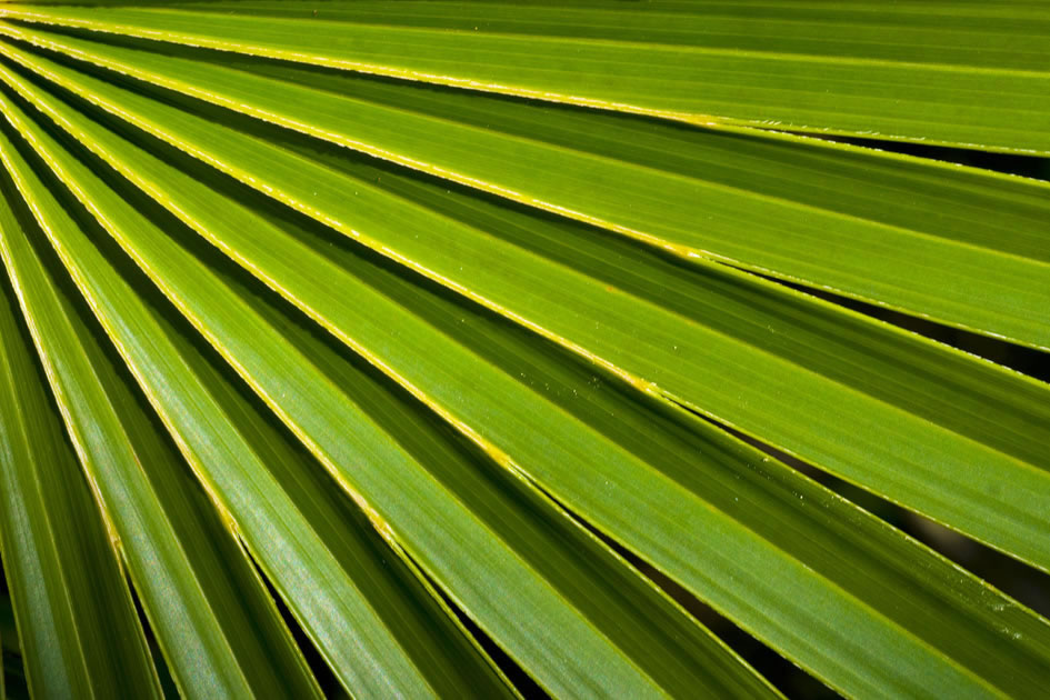 Palm frond, Barkers, Grand Cayman