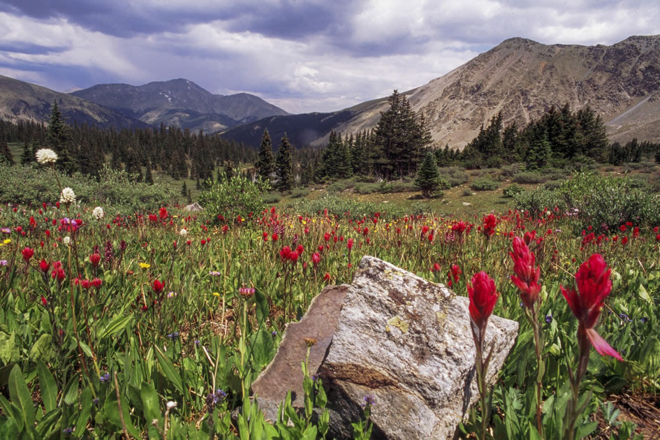Indian Paintbrush in the Mountains of the Collegiate Range