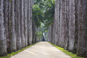 Avenue of the Royal Palms, Rio de Janerio. More Photos Here.