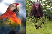 Scarlet Macaw, Red Faced, Woolly Monkey