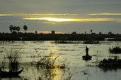 Morning in the rice fields, Siem Reap