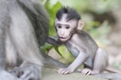 Baby Macaque, Monkey Forest, Ubud