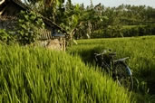Bike in the Ricefields, Bali