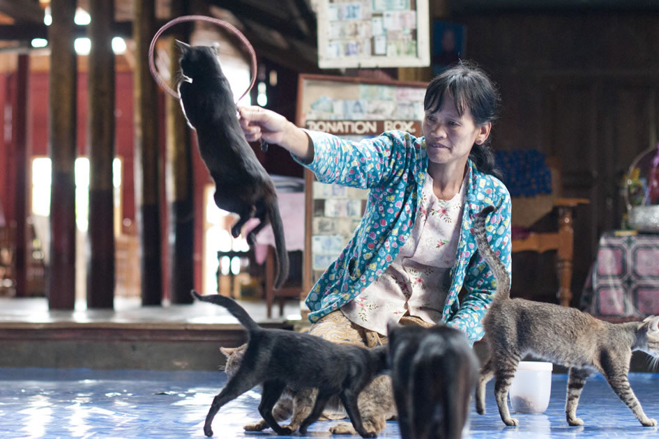Cats jumping through hoops at Nga Phe Kyaung Monastery, Inle Lake