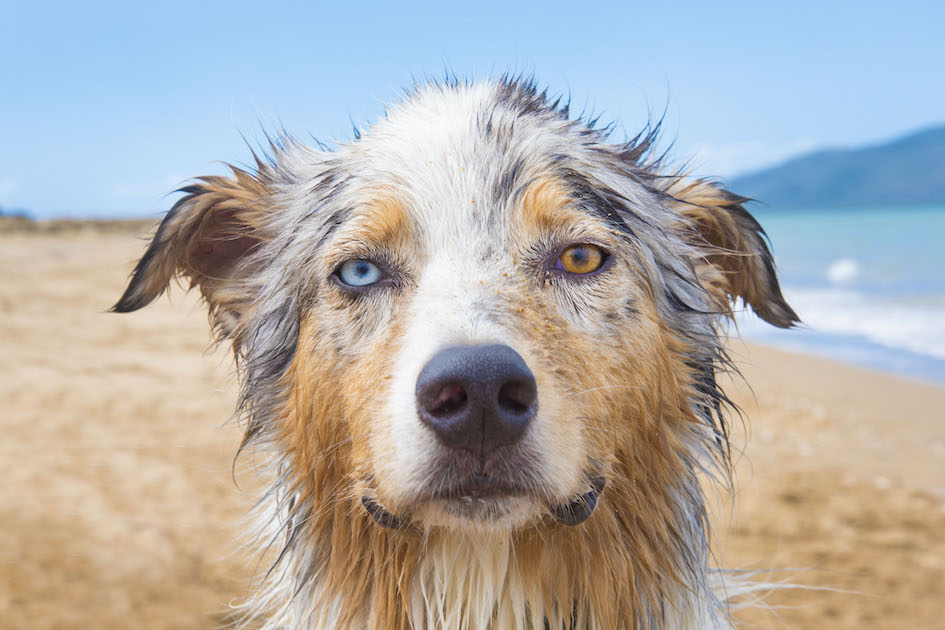 Yuki the Australian Shepherd enjoying the beach in Townsville, Australia.