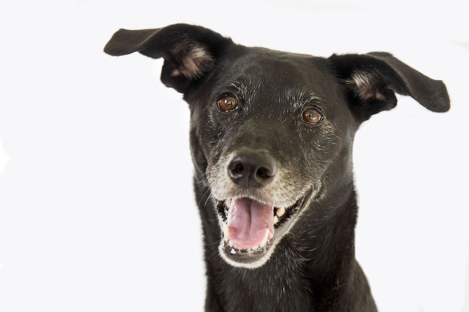 Sabai, One Happy Cayman Mutt, Cayman Islands.