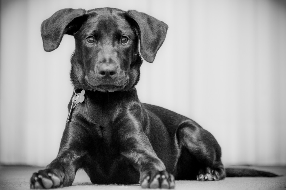 The Troublemaker Puppy Sabai, Cayman Islands