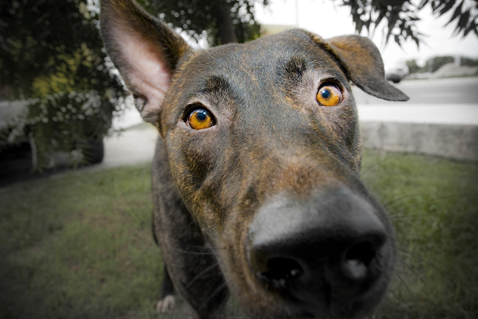 Shelter Dog - Cayman Islands Humane Society.