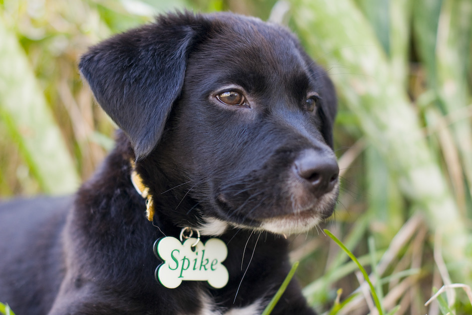 Spike the Rescue Puppy, Cayman Islands.