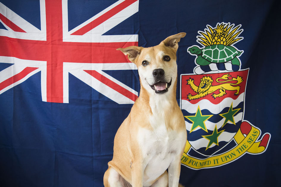 Tofu the Proud Cayman Mutt, Cayman Islands.