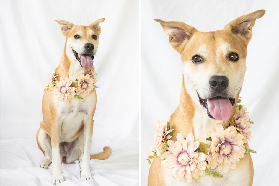 Tofu the Flower Girl, Cayman Islands.