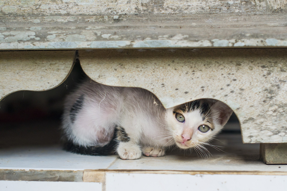 Paul the Kitten, Bali, Indonesia.