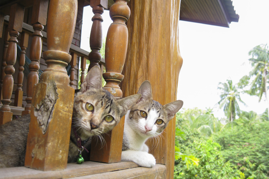 Kinky & Tigger the Dynamic Duo, Thailand.