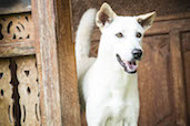 Lily the Beautiful Bali Dog, Bali, Indonesia.