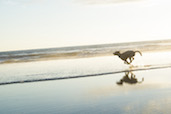 Sunny the Cheeky Bali Dog Flying Down Batu Bolong, Bali, Indonesia