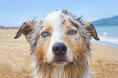 Yuki the Australian Shepherd enjoying the beach in Townsville, Australia.