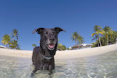 Sabai and the Caribbean Sea, Cayman Islands.