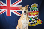 Tofu the Proud Cayman Mutt, Cayman Islands.