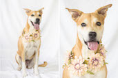 Tofu the Flower Girl, Cayman Islands.