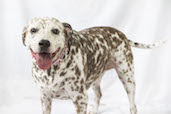 Elsa the Dalmation/Cayman Mutt Mix, Cayman Islands.