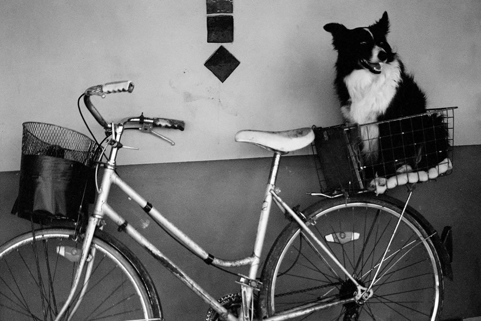Doggie on a bike