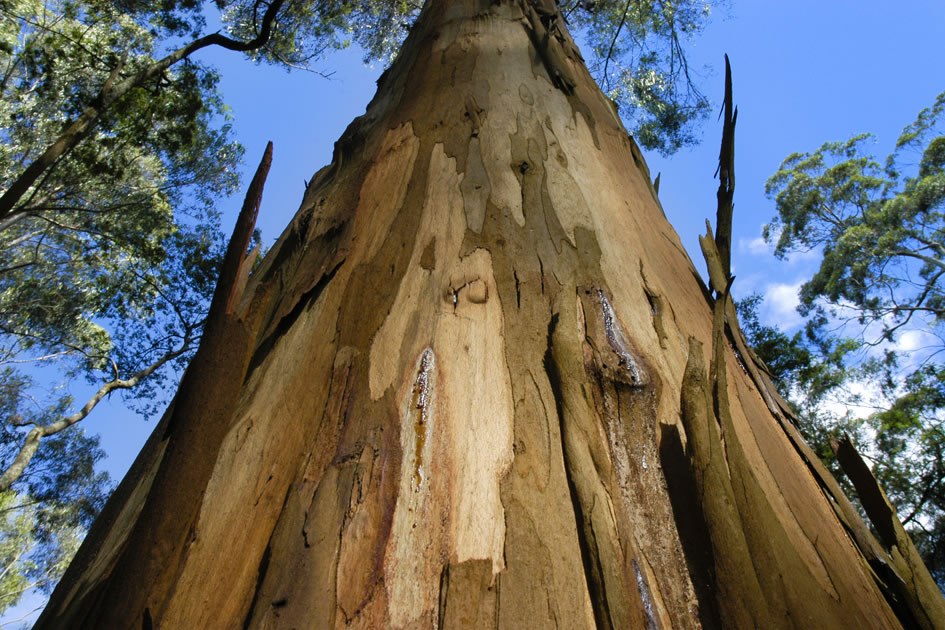 Eucalyptus Tree, Victoria