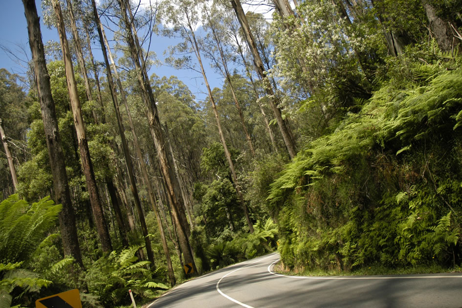 Road through the bush, Victoria