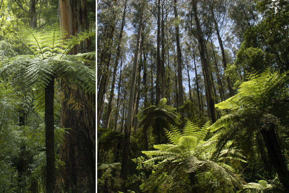 Tree Fern, Victoria