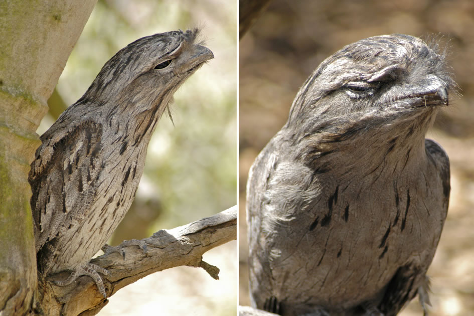Tawney Frogmouth, Victoria