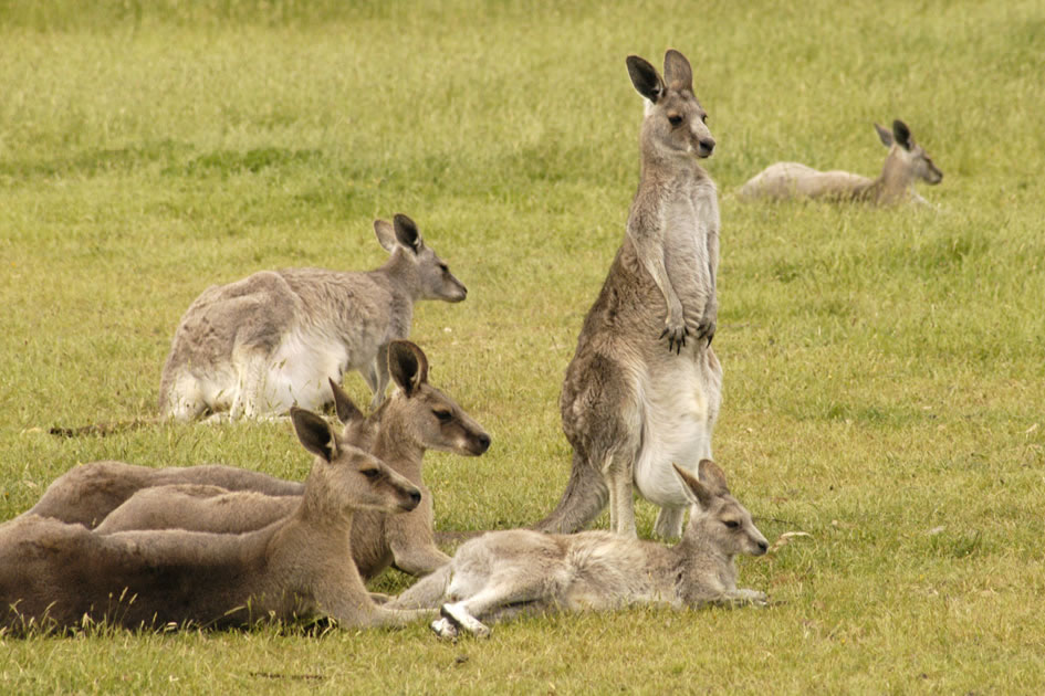 Kangaroos, Victoria