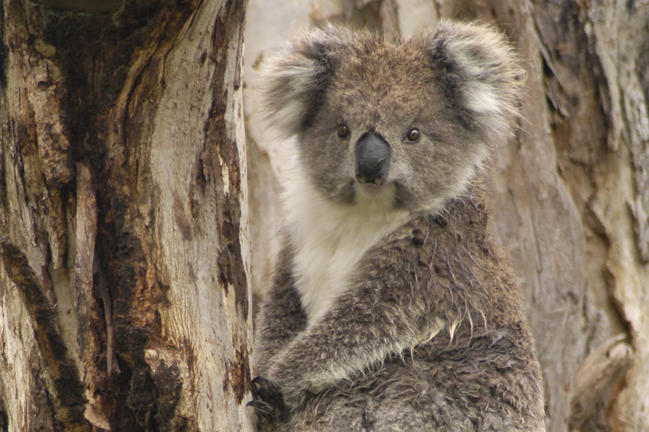 Koala, Victoria