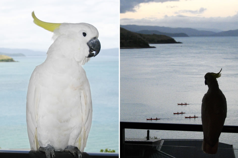 Cockatiel, Hamilton Island, Queensland