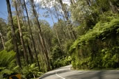 Road through the bush, Victoria