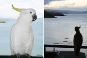 Cockatiel, Hamilton Island, Queensland