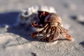 Hermit Crab, Andros
