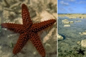 Starfish in the tide pools, Andros