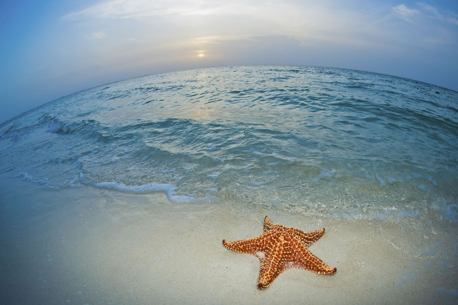 Starfish at Starfish Point, Grand Cayman