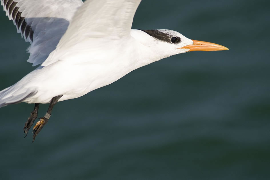 Tern flying in the Northsound, Grand Cayman