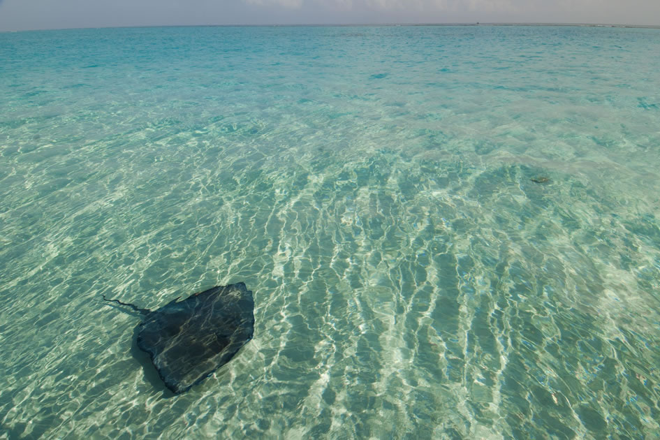 Southern Atlantic Ray, Stingray City, Grand Cayman