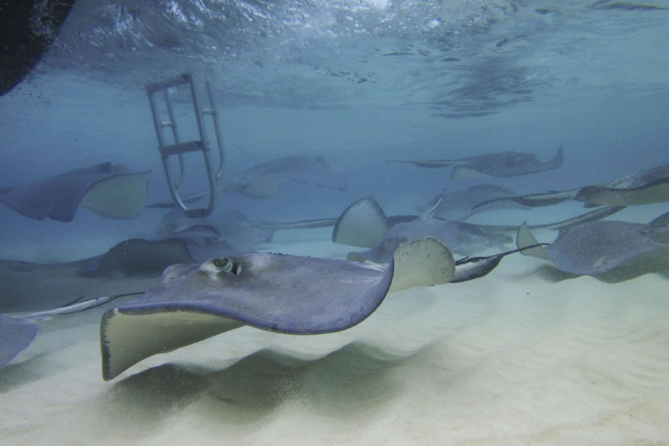 Stingray City, Grand Cayman