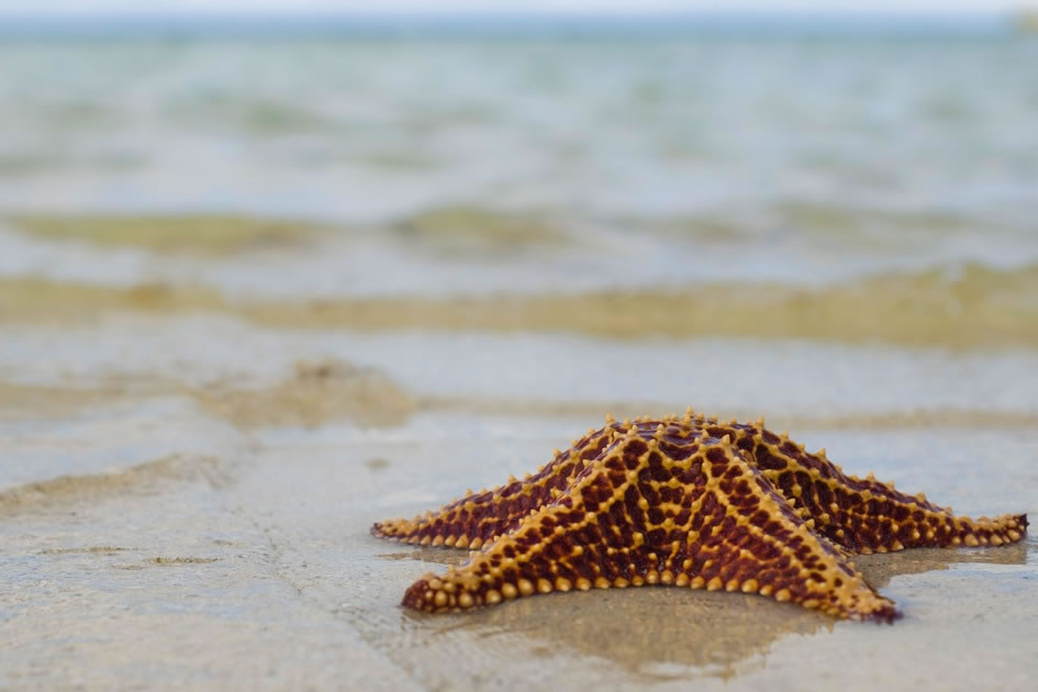 Starfish at Starfish Point, Grand Cayman