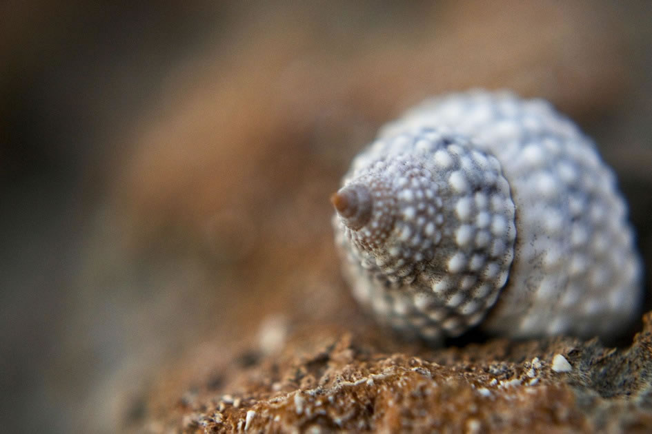 Snail on the Ironshore, Grand Cayman