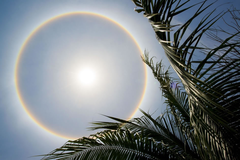 Sun Halo Shining Through the Palm Trees, Grand Cayman