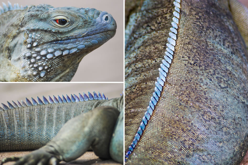 Blue iguana, Queen Elizabeth Botanical Park, Grand Cayman