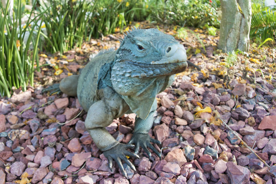 Blue iguana, Queen Elizabeth Botanical Park, Grand Cayman