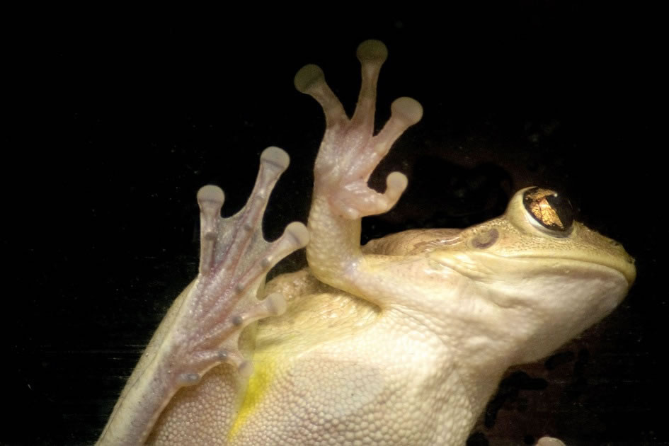 A Frog Through the Window, Grand Cayman