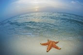 Starfish at Starfish Point, Grand Cayman