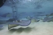 Stingray City, Grand Cayman